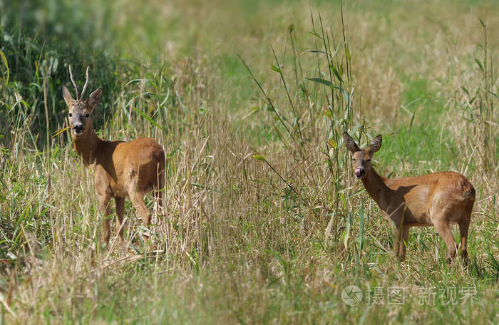 森林背景下的两只野鹿