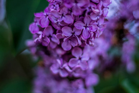 美丽的丁香花蕾紫罗兰花