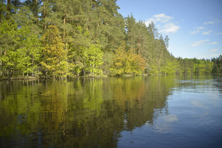 树木茂密的河岸松树橡树桦树。 反射。 从水里看。