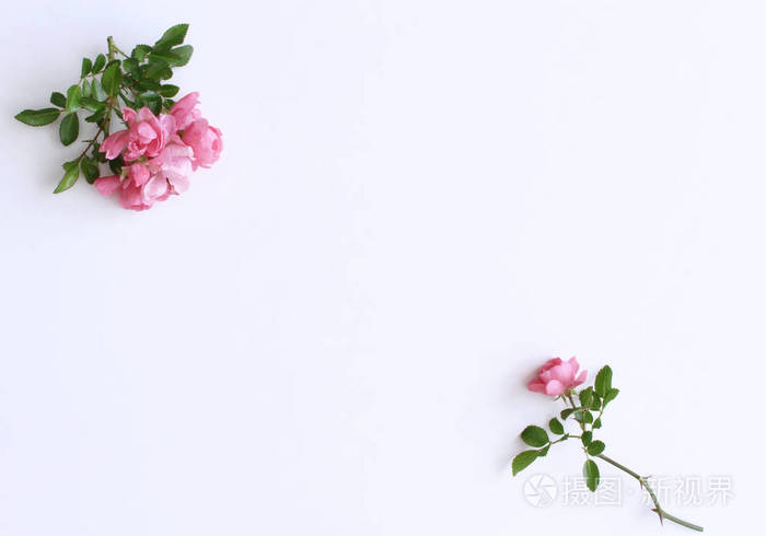 白色木桌上的粉红色小玫瑰 温柔浪漫的背景 花卉背景 俯视图 平躺 花 春 夏的概念 浪漫与爱卡概念 为你的文字留空 照片 正版商用图片14a57h 摄图新视界