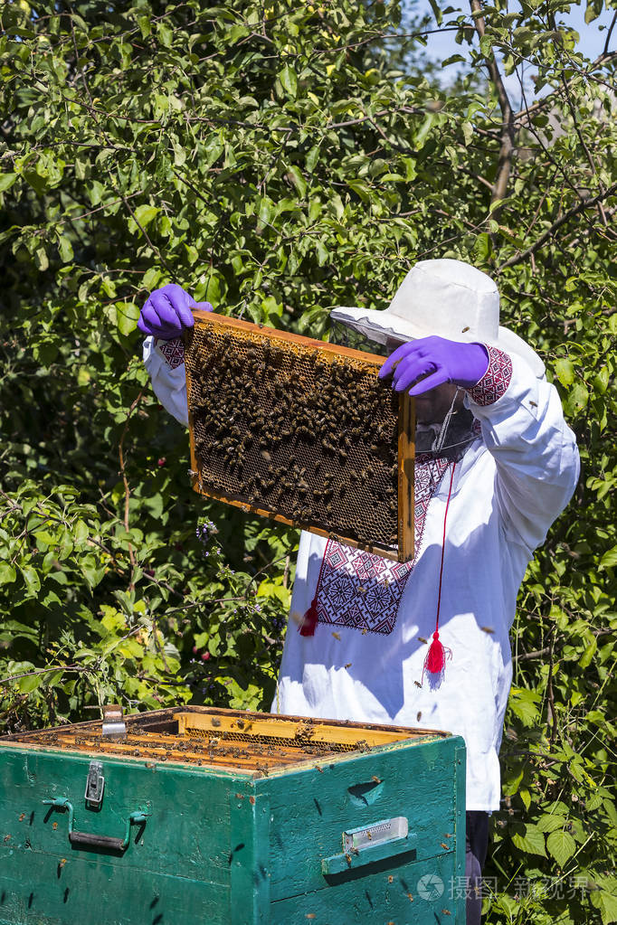 一个人在采蜜蜂房工作