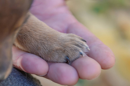 s hand. animal shelter. puppy adoption