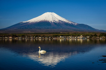 白天鹅上午在日本山桥富士山或富士山的山中湖