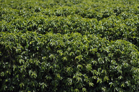 巴西咖啡农场的景色。咖啡种植园。咖啡的食品工业。巴西咖啡