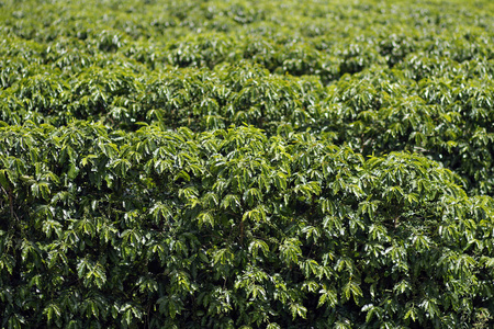 巴西咖啡农场的景色。 咖啡种植园。 咖啡的食品工业。 巴西咖啡
