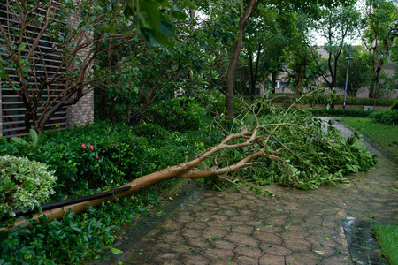 暴风雨过后，树木折断