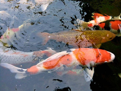正在游泳图片