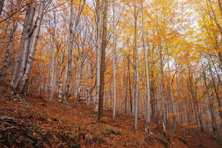 山里的秋天森林。