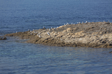 葡萄牙大西洋上有海鸥的海景和岩石