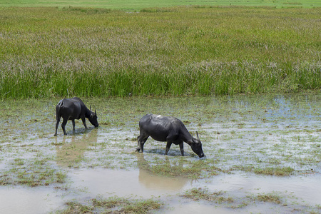 泰国松克拉湖湿地中的水牛。