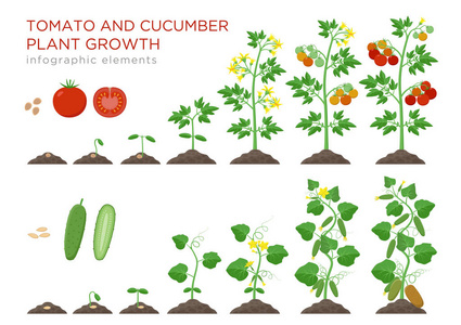 番茄和黄瓜植物生长阶段的信息图元素在平面设计。从种子发芽到成熟的蔬菜的种植过程, 在白色背景向量查出的植物生命周期例证
