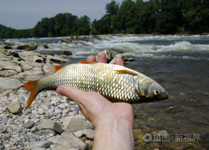 手里的鱼在河里抓着