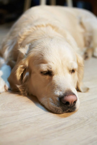 拉布拉多猎犬狗躺在家里的地板上