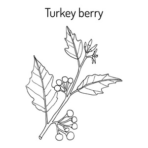 土耳其浆果苦果的烹饪和药用植物