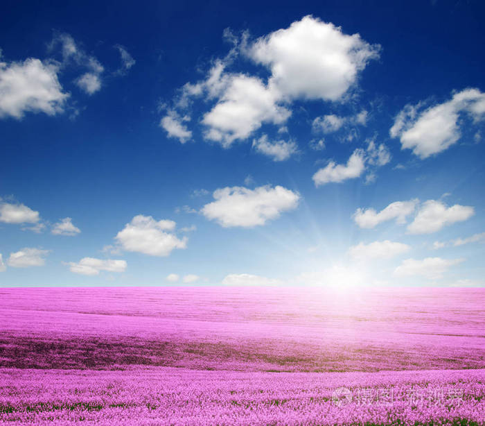 蓝天和太阳上五颜六色的花朵