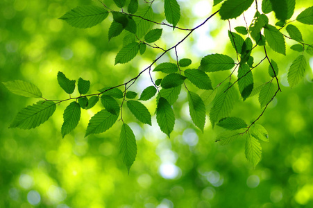 绿叶和模糊的背景构成了一个自然的框架