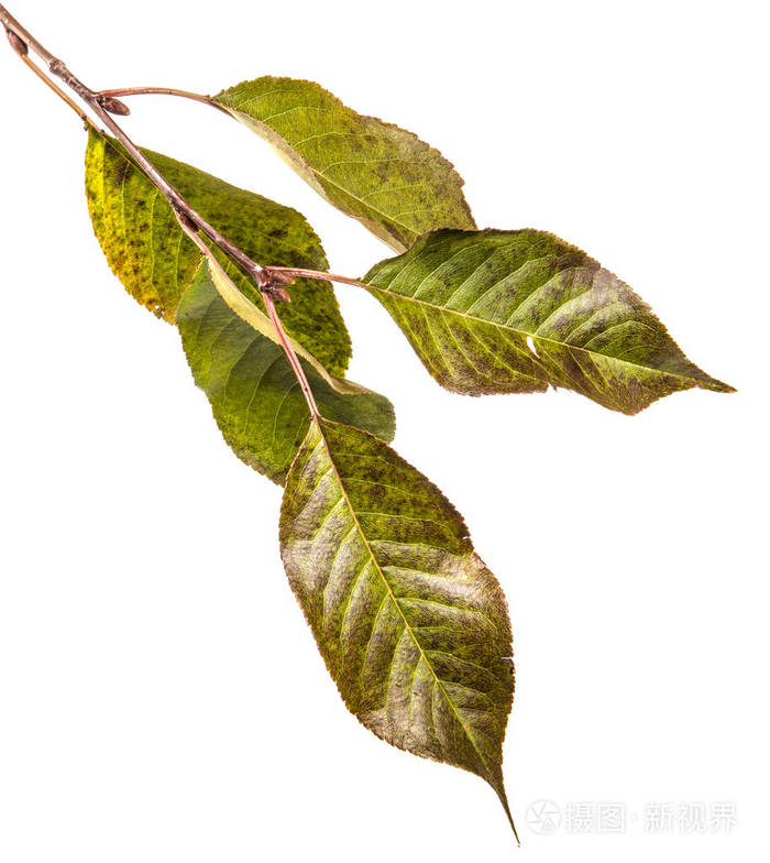 秋天在树枝上的樱桃树的叶子变暗了. 在白色背景上