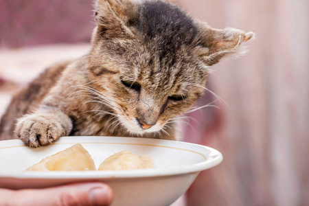 猫想吃东西照片