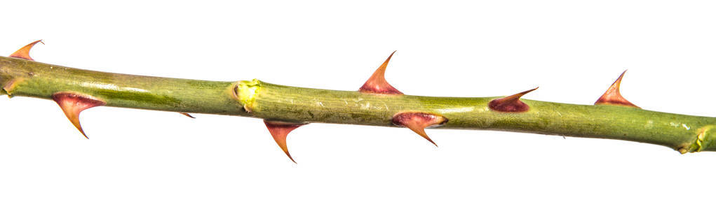 玫瑰茎上的刺图片