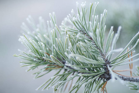 长满霜的松树.照片