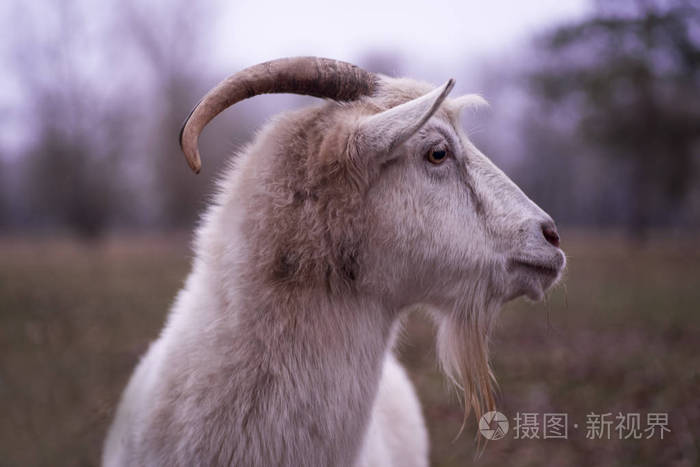 农场里的山羊山羊的白色山羊头