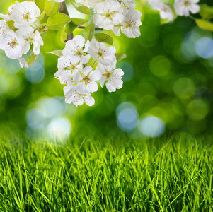 春天的花朵，柔和模糊的背景和草