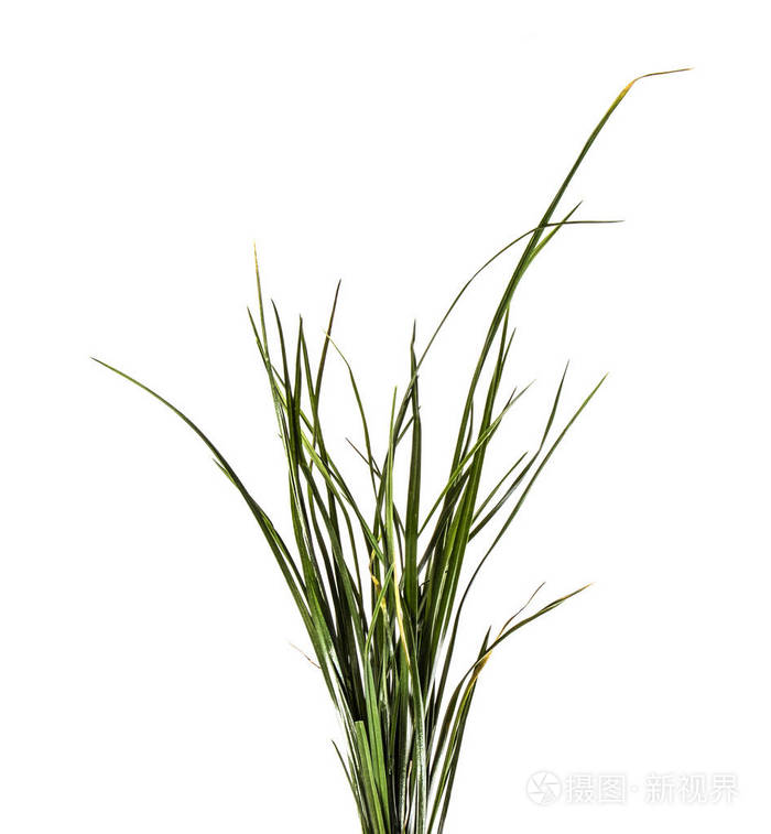 一堆绿草在白色背景上