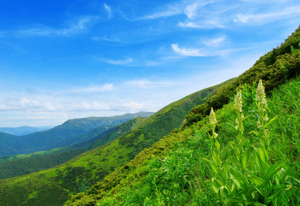 夏天的山景