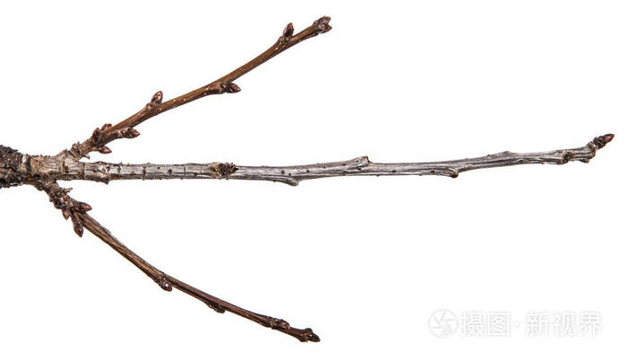 带芽的干燥梨树枝在白色背景上