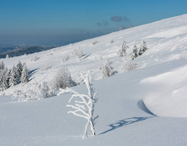 早晨，冬天，平静的山景，山坡上有美丽的霜树和雪堆乌克兰喀山脉