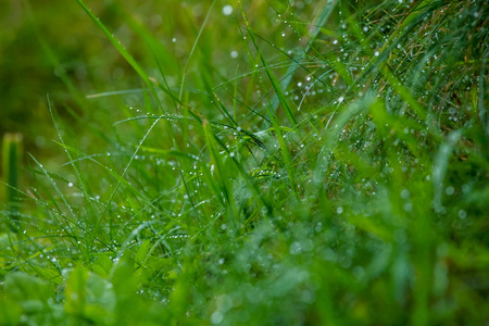 雨后用水滴把新鲜的厚厚的草收起来。 露水滴在拉脱维亚的绿草上。 湿草的背景。
