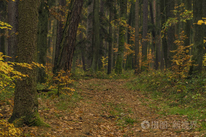 黑暗的颜色秋天森林与叶树在 luhacovice 镇附近