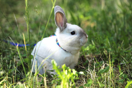 牧场上有蓝铅的白兔