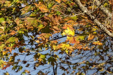 秋天的背景。 在晴朗的天气下，秋林中明亮的叶子梧桐树关闭了