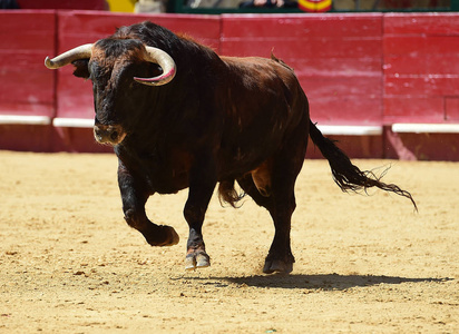 西班牙的公牛用大角奔跑着的传统奇观强大角牛头西班牙