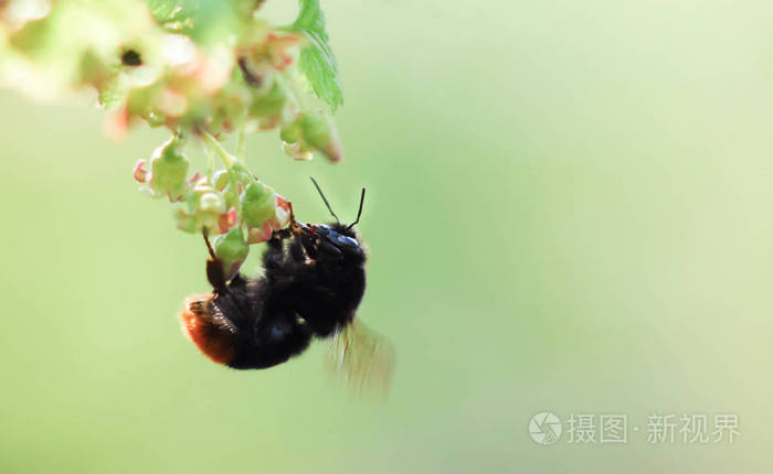 一只大大黄蜂从一朵醋栗花中收集花粉 照片 正版商用图片14al8y 摄图新视界
