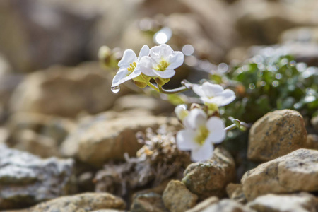北岩克里丝花拟南芥Petraea罕见的白色花来自苏格兰谢特兰岛。