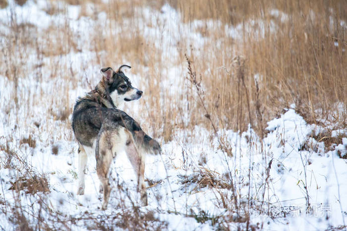 一只灰色的狗在白雪覆盖的田野上