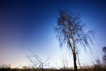 在夜空背景下的桦树