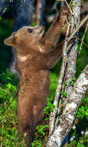 棕色熊幼崽站在夏林的后腿上。 科学名称ursusArctos。 自然背景。 自然栖息地。 夏季。