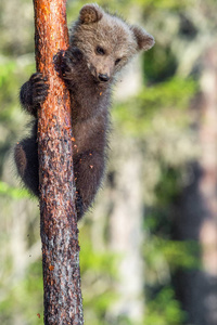 棕熊幼崽在夏天的森林里爬上一棵树。 证书名称UrsusArctos。