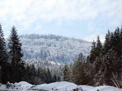 白雪覆盖的山上。 冬季森林背景