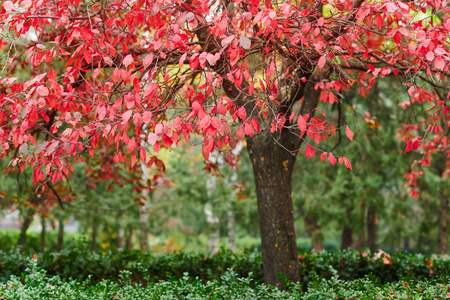 红梅梅花花枝图片
