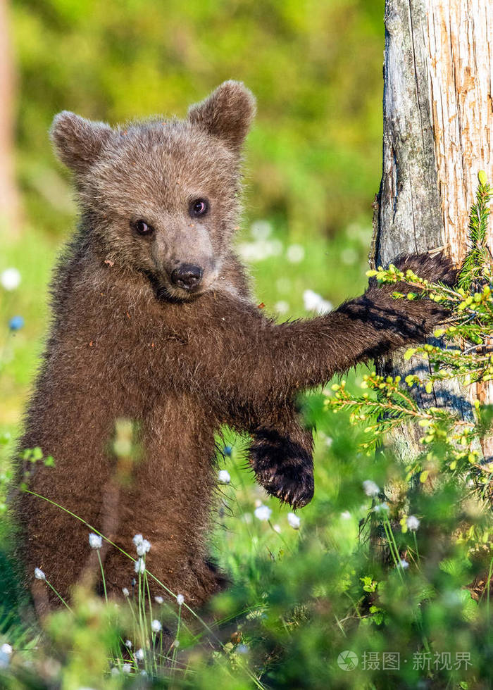 棕色熊幼崽站在夏林的后腿上科学名称ursusarctos自然背景自然栖息地