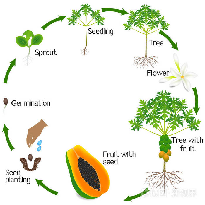 白色背景下分离的木瓜植物生长周期