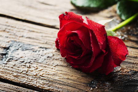 惊人的红玫瑰在木桌上选择性聚焦