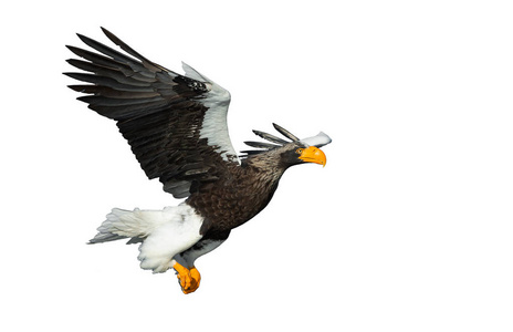 s sea eagle in flight isolated on white background. Scientific n