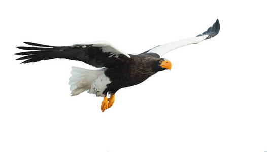 s sea eagle in flight isolated on white background. Scientific n