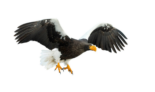 s sea eagle in flight isolated on white background. Scientific n