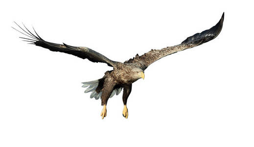 尾巴视图白成年白尾鹰在飞行中孤立在白色背景上.